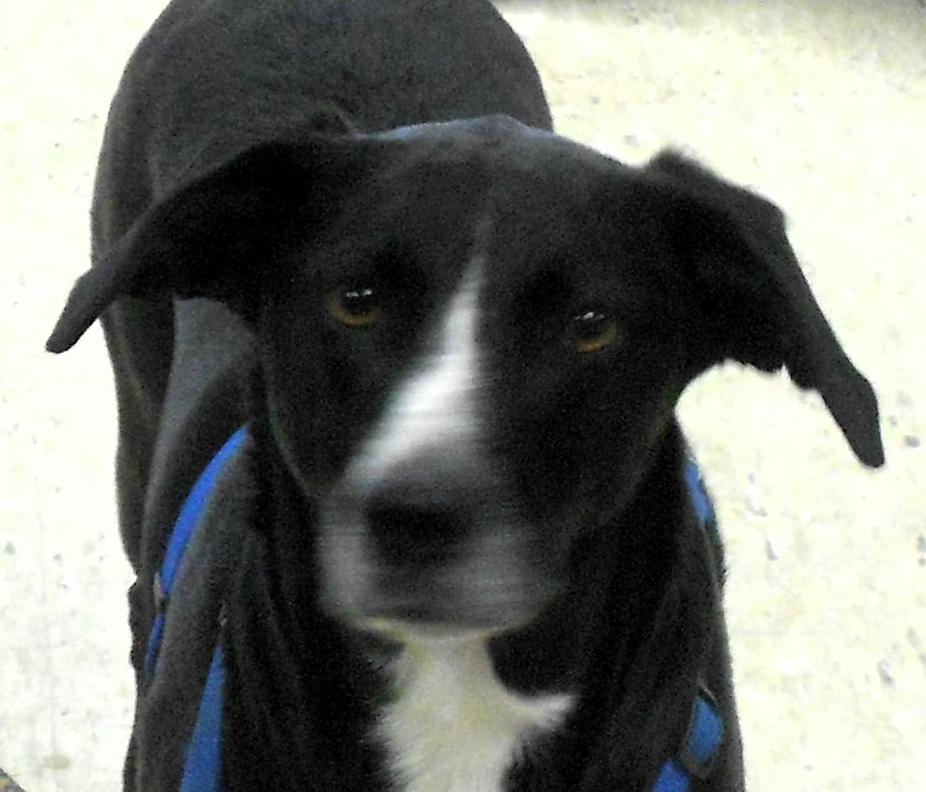 Buddy Lee, ADOPTABLE, Young Male Border Collie & Labrador Retriever.