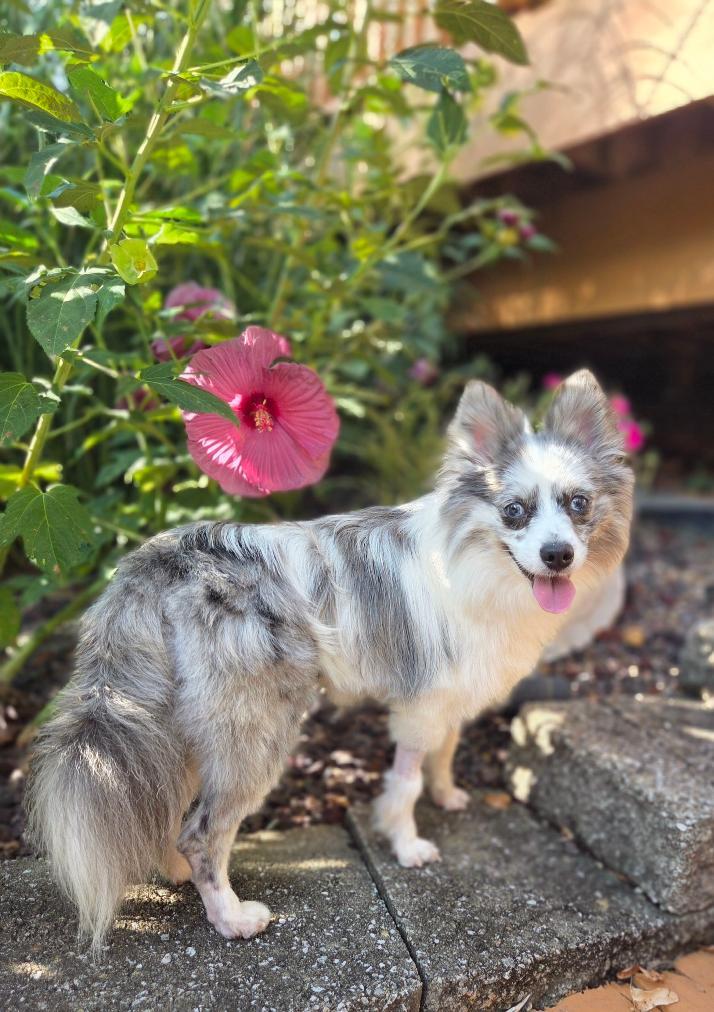 Enlarge Prince, a ADOPTABLE Pomeranian in Bridgeton, MO image 3/5