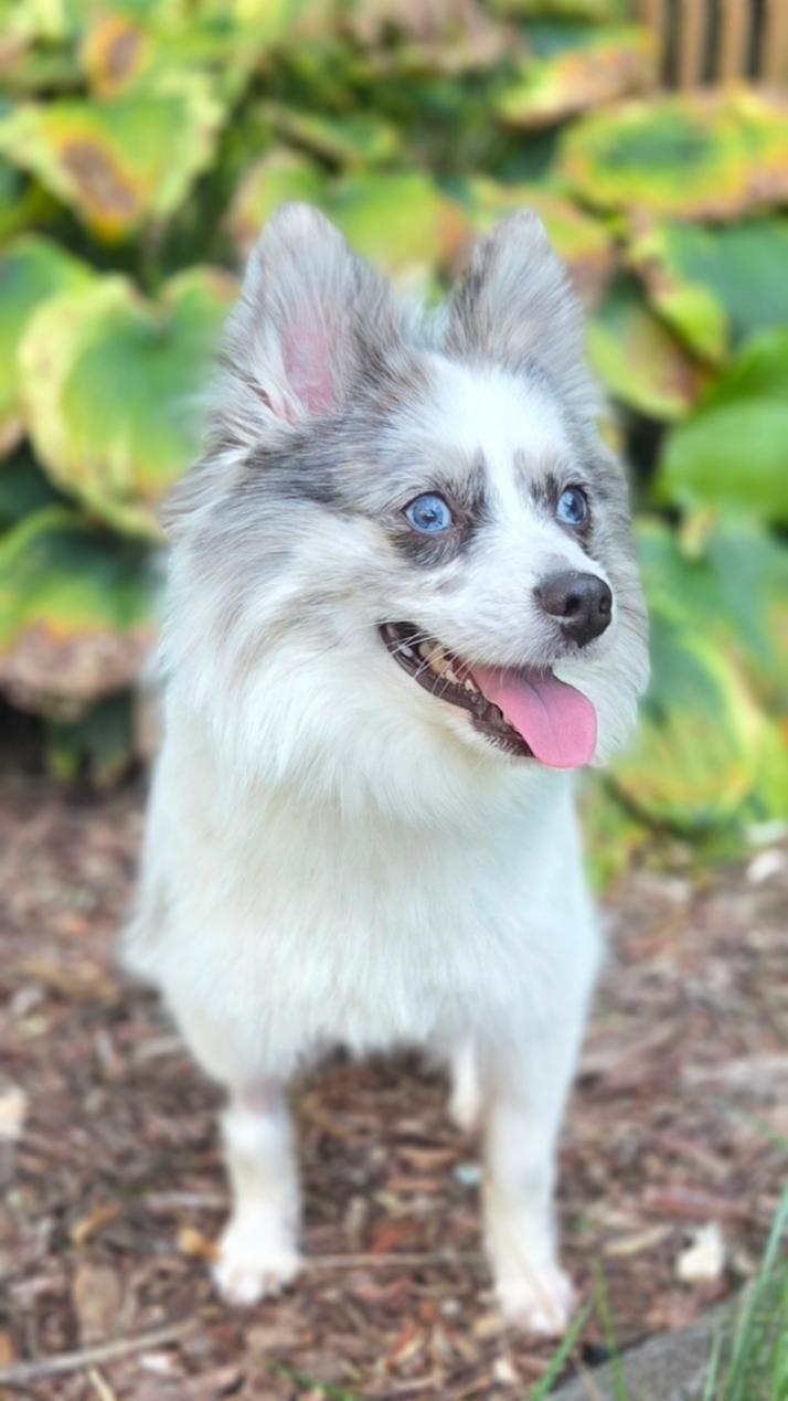 Enlarge Prince, a ADOPTABLE Pomeranian in Bridgeton, MO image 5/5