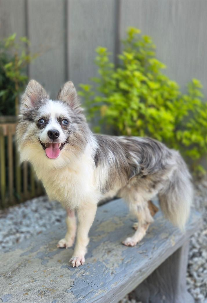 Enlarge Prince, a ADOPTABLE Pomeranian in Bridgeton, MO image 4/5