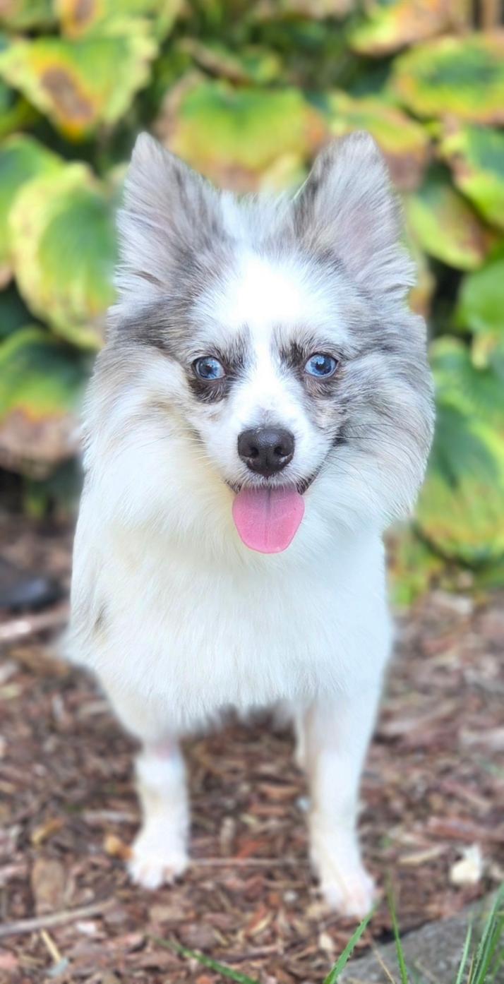 Prince, ADOPTABLE, Young Male Pomeranian.
