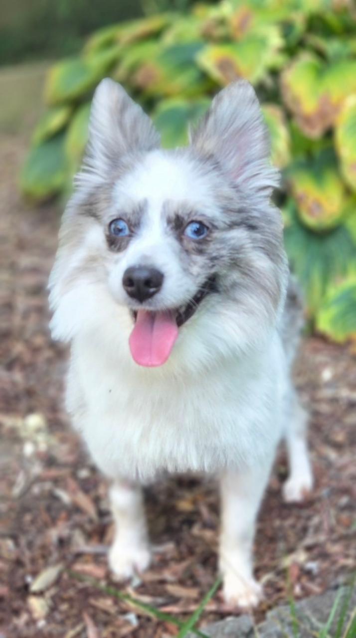 Enlarge Prince, a ADOPTABLE Pomeranian in Bridgeton, MO image 2/5