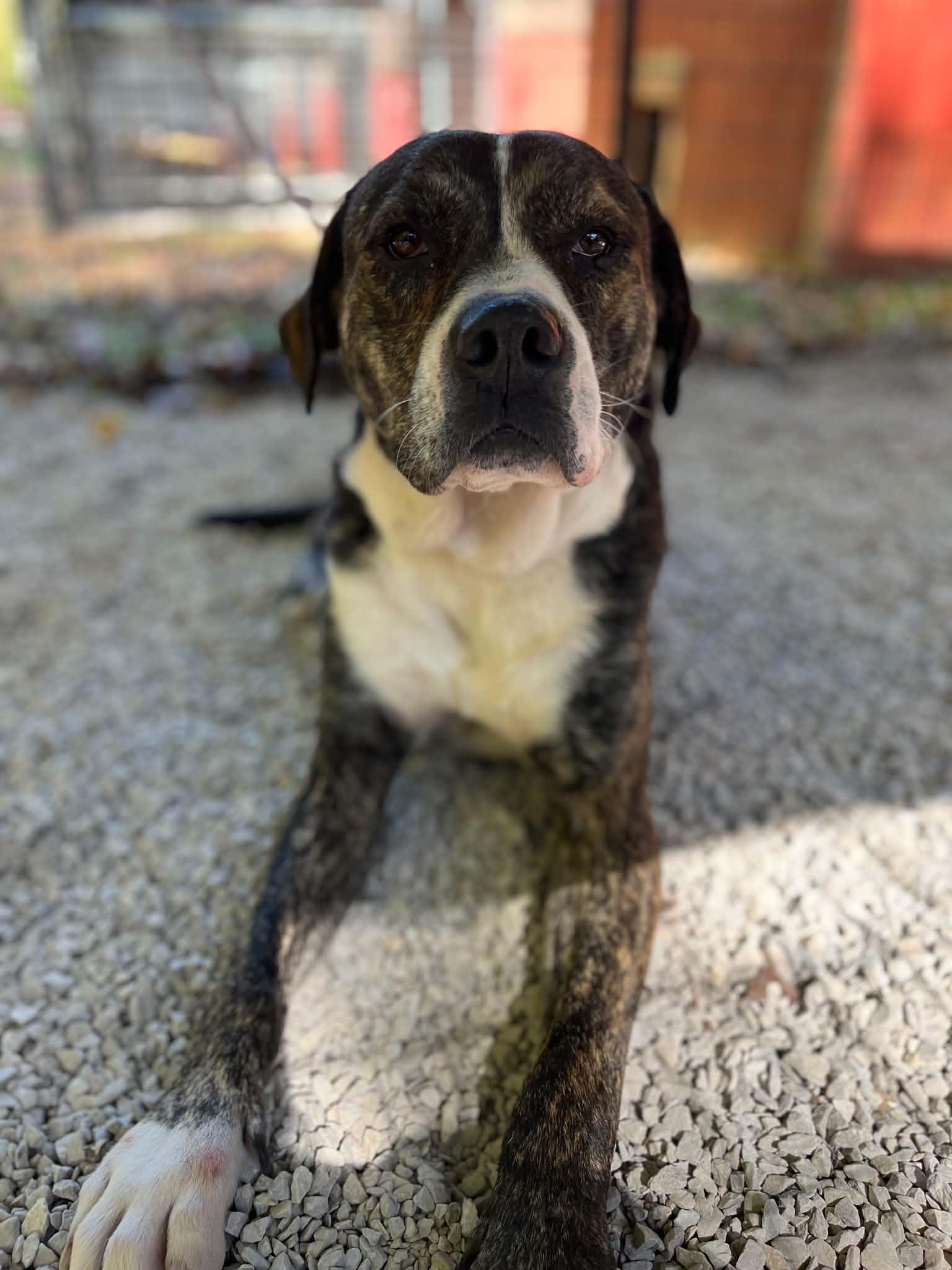 Enlarge Gage, a Adoptable American Bulldog in Ona, WV image 2/3