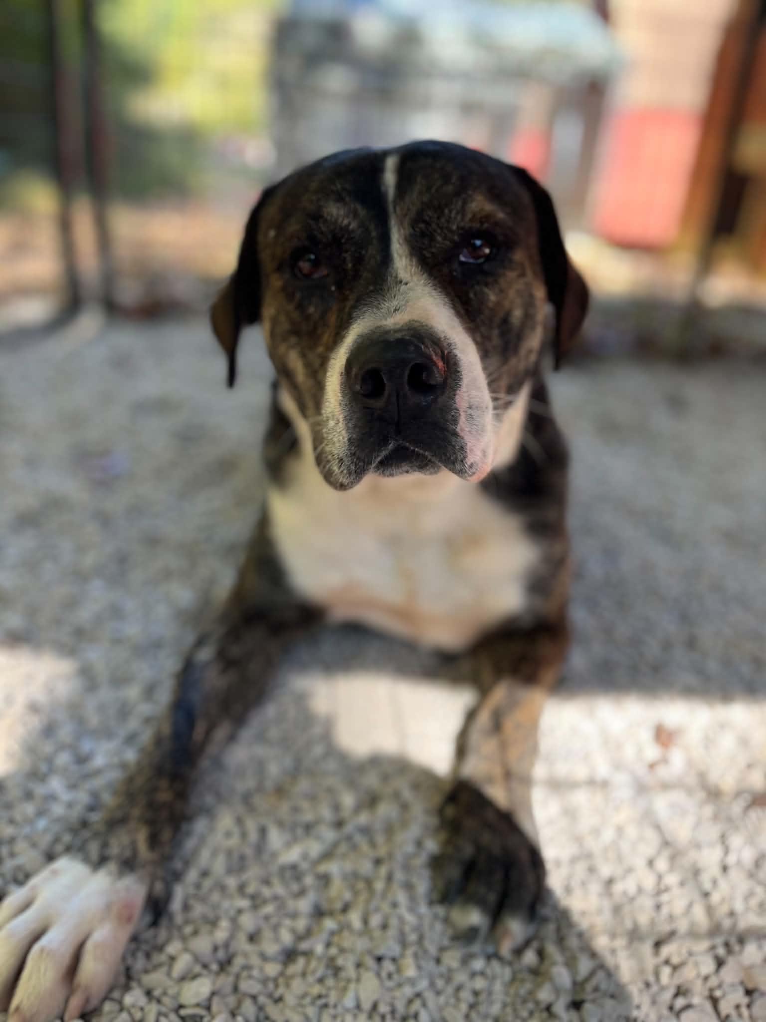 Enlarge Gage, a Adoptable American Bulldog in Ona, WV image 3/3