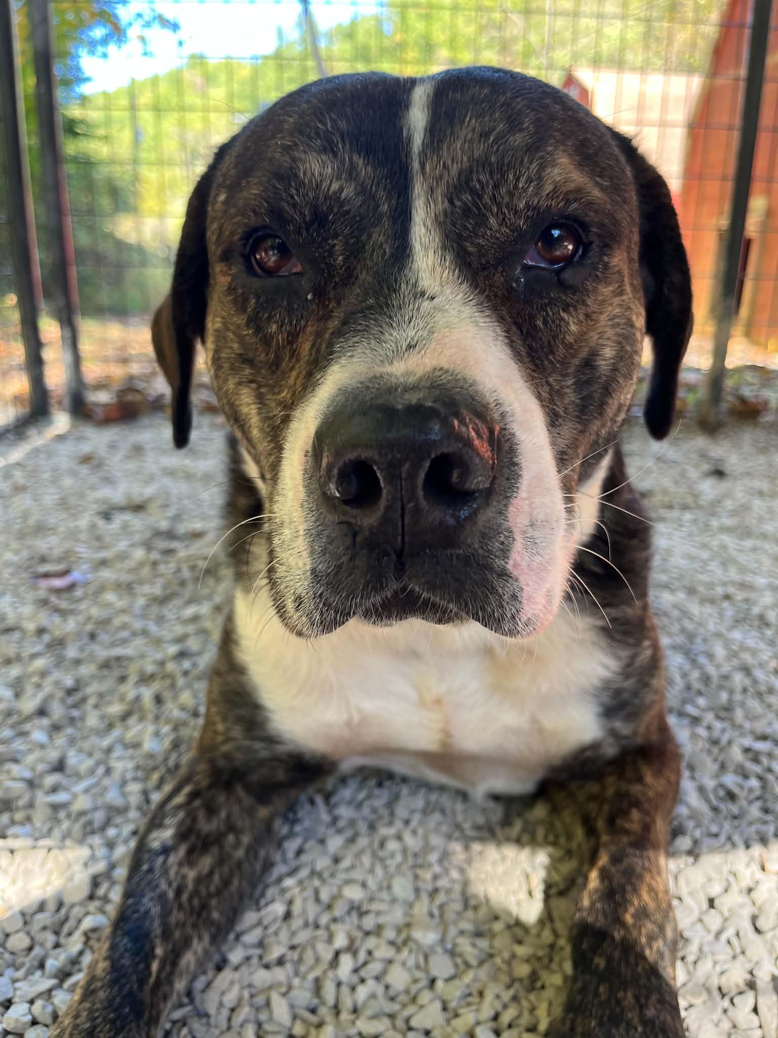 Gage, Adoptable, Adult Male American Bulldog.