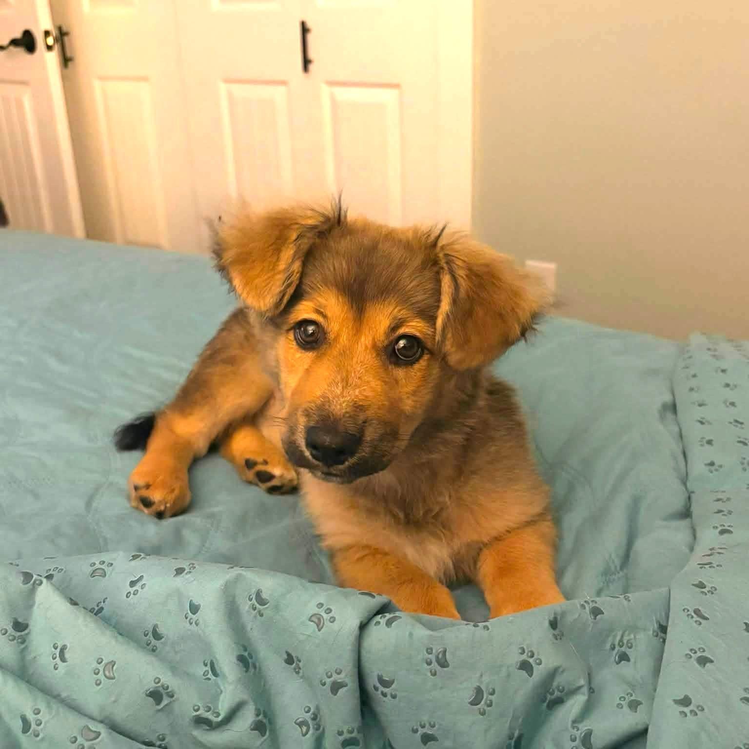 Enlarge Bruno, an adopted mixed breed in Dallas, TX image 2/3
