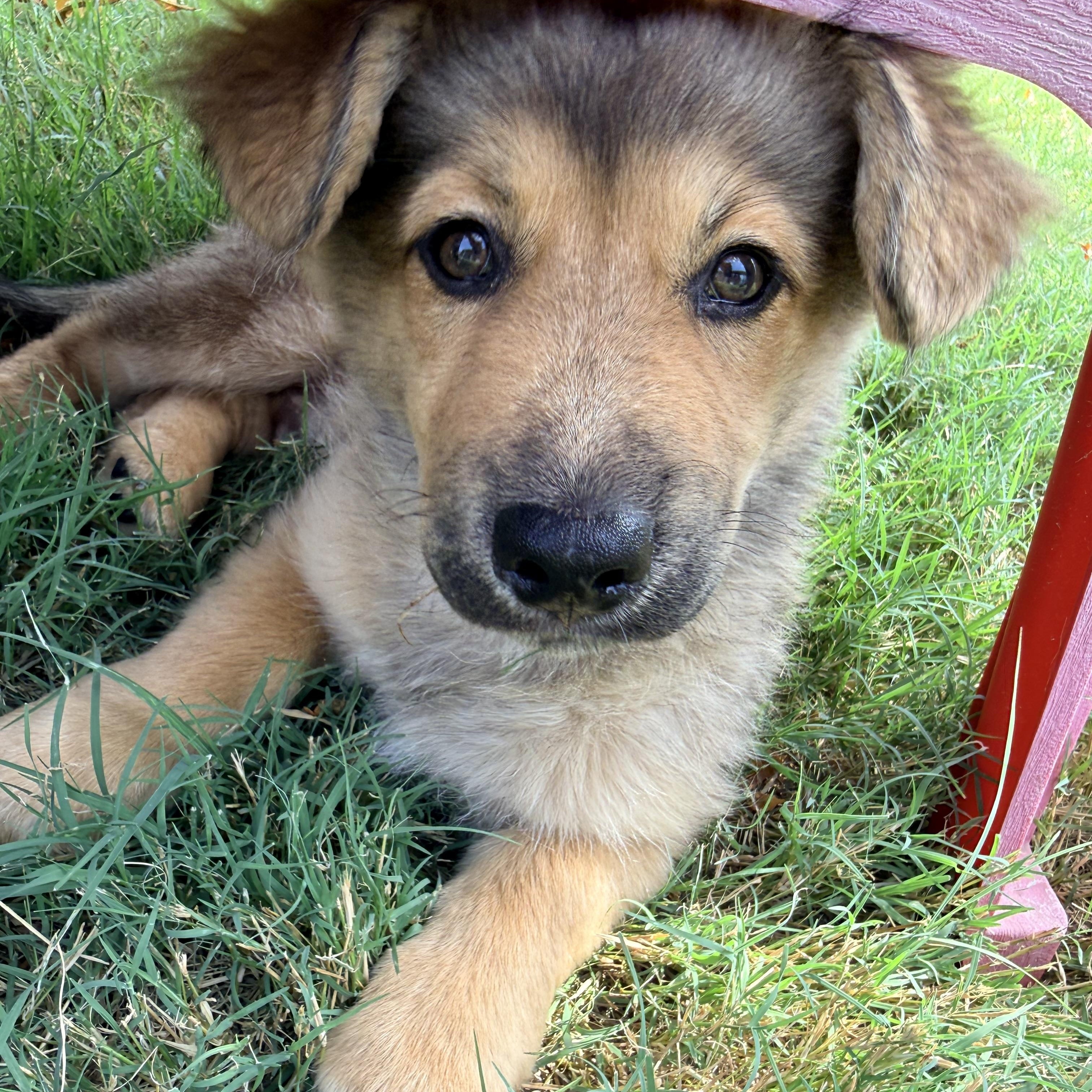 Bruno, adopted, Puppy Male Corgi & Pomeranian.