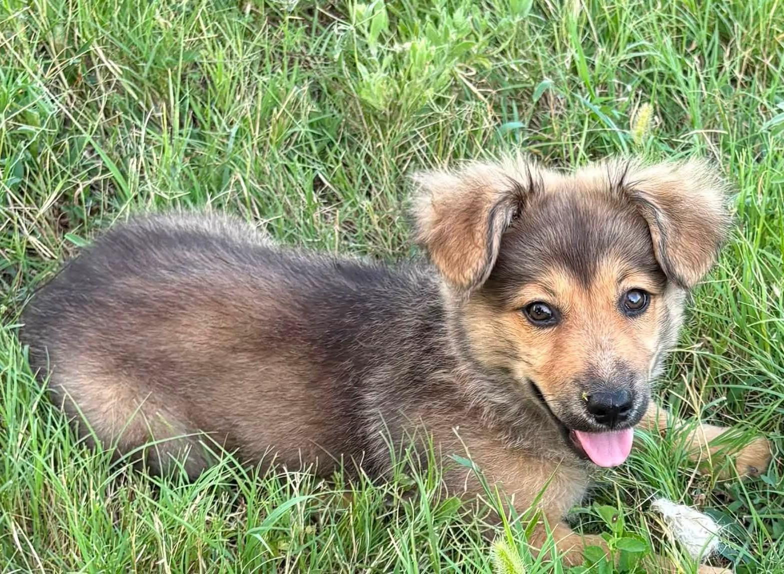 Enlarge Bruno, an adopted mixed breed in Dallas, TX image 3/3