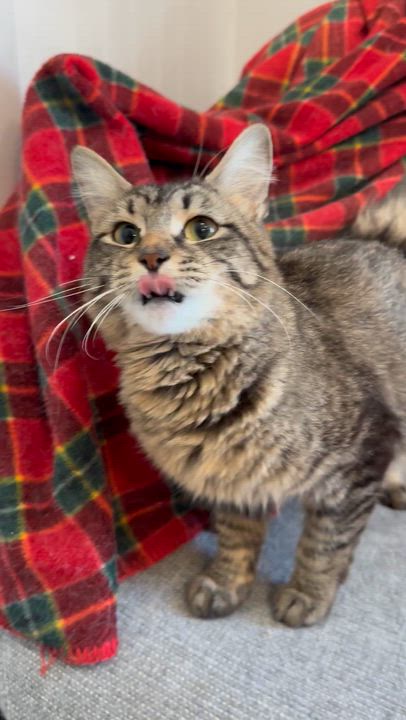 Enlarge Annabelle, an adopted mixed breed in Lawrenceville, GA video 1/4