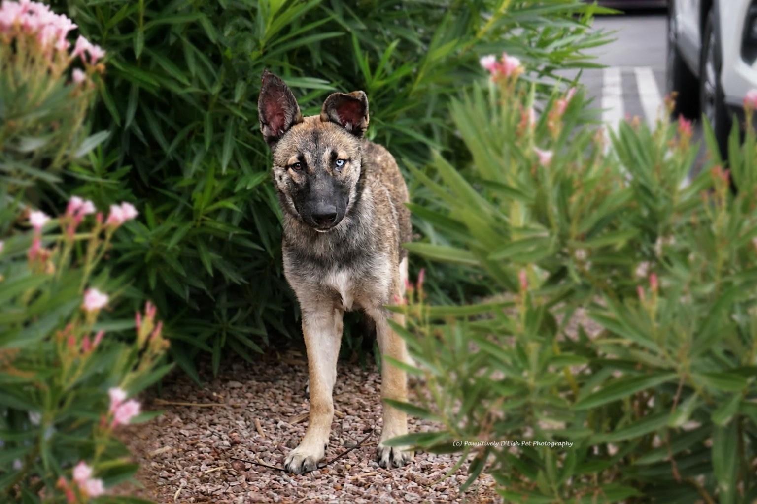 Shadow, a ADOPTABLE mixed breed in Cave Creek, AZ image 4/4