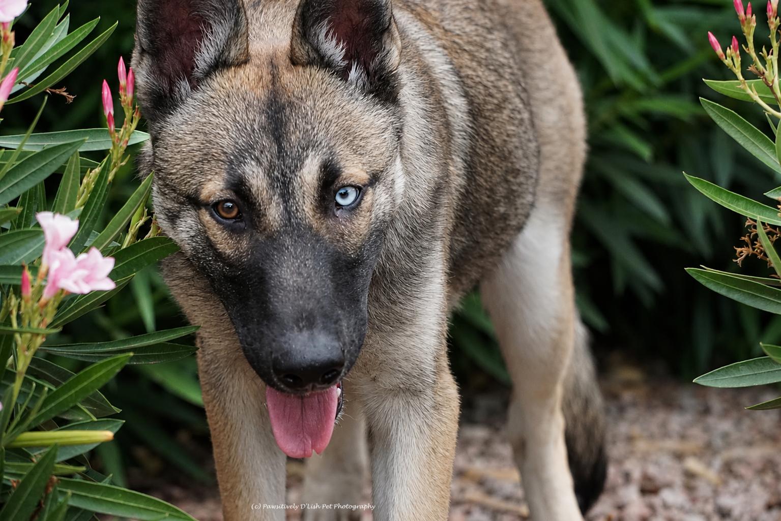 Shadow, a ADOPTABLE mixed breed in Cave Creek, AZ image 2/4
