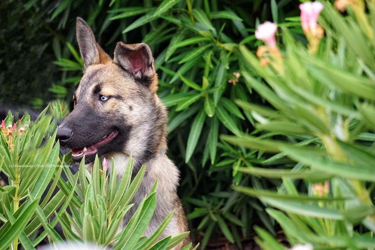 Shadow, a ADOPTABLE mixed breed in Cave Creek, AZ image 3/4