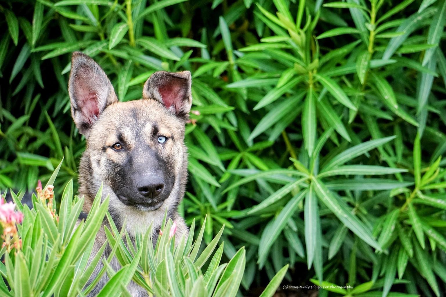 Shadow, ADOPTABLE, Puppy Female German Shepherd Dog & Siberian Husky.