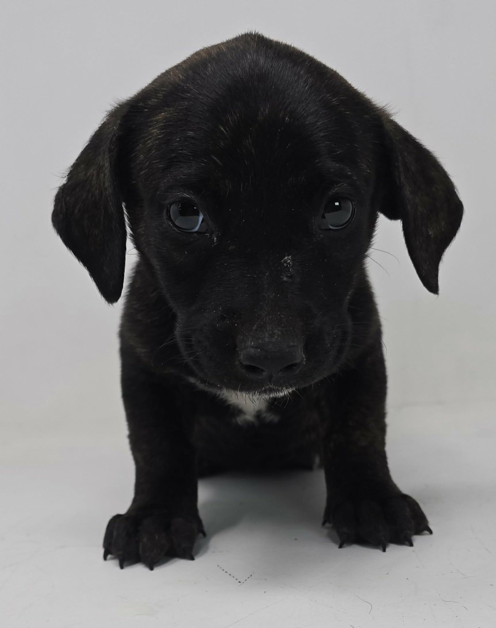 Enlarge Winx, a Adoptable mixed breed in Newport, TN image 3/3