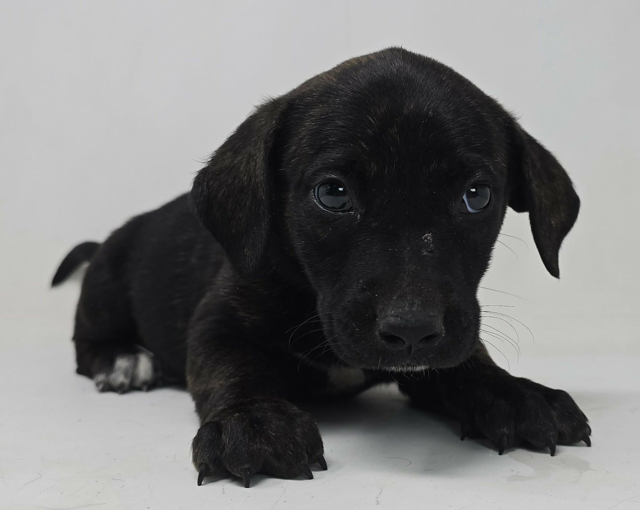 Enlarge Winx, a Adoptable mixed breed in Newport, TN image 2/3
