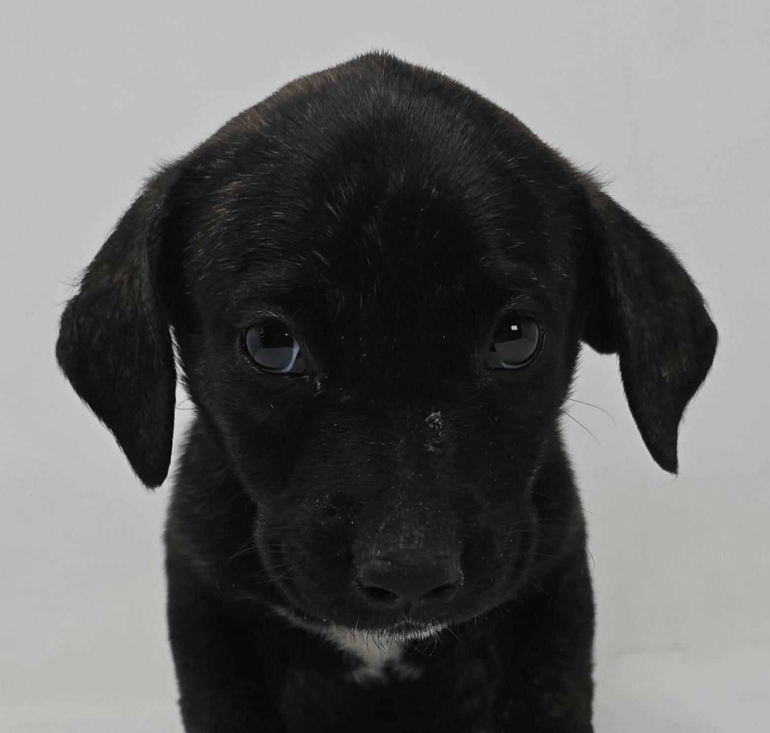 Enlarge Winx, a Adoptable mixed breed in Newport, TN image 1/3