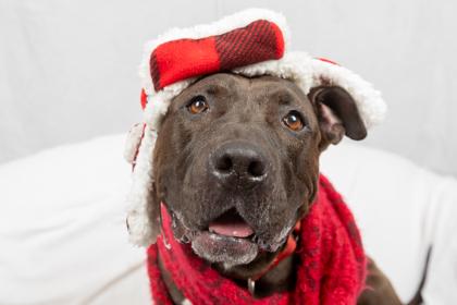 Enlarge Lacey, a Adoptable Mixed Breed in Georgetown, DE image 1/3