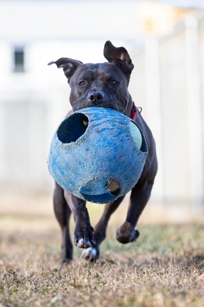 Lacey, Adoptable, Adult Female Mixed Breed & Mixed Breed.