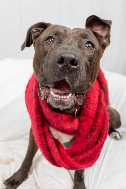 Enlarge Lacey, a Adoptable Mixed Breed in Georgetown, DE image 3/3