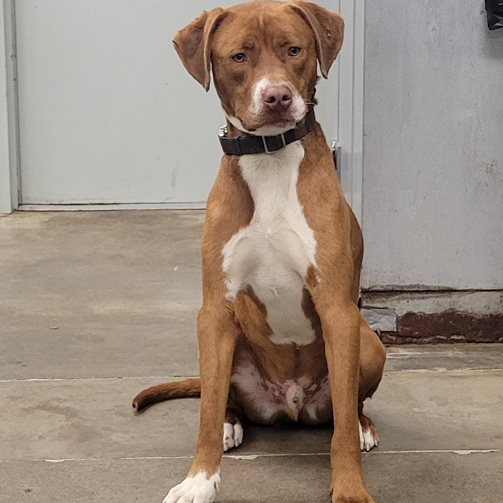 Enlarge Bo, a Adoptable Mixed Breed in Melbourne, KY image 1/1