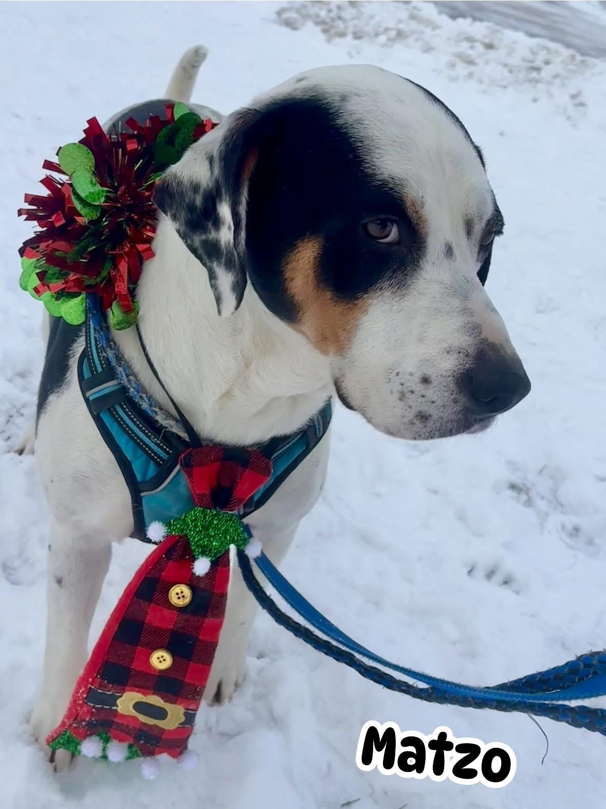 Enlarge Matzo, a Adoptable mixed breed in Vaudreuil-Dorion, QC image 1/6