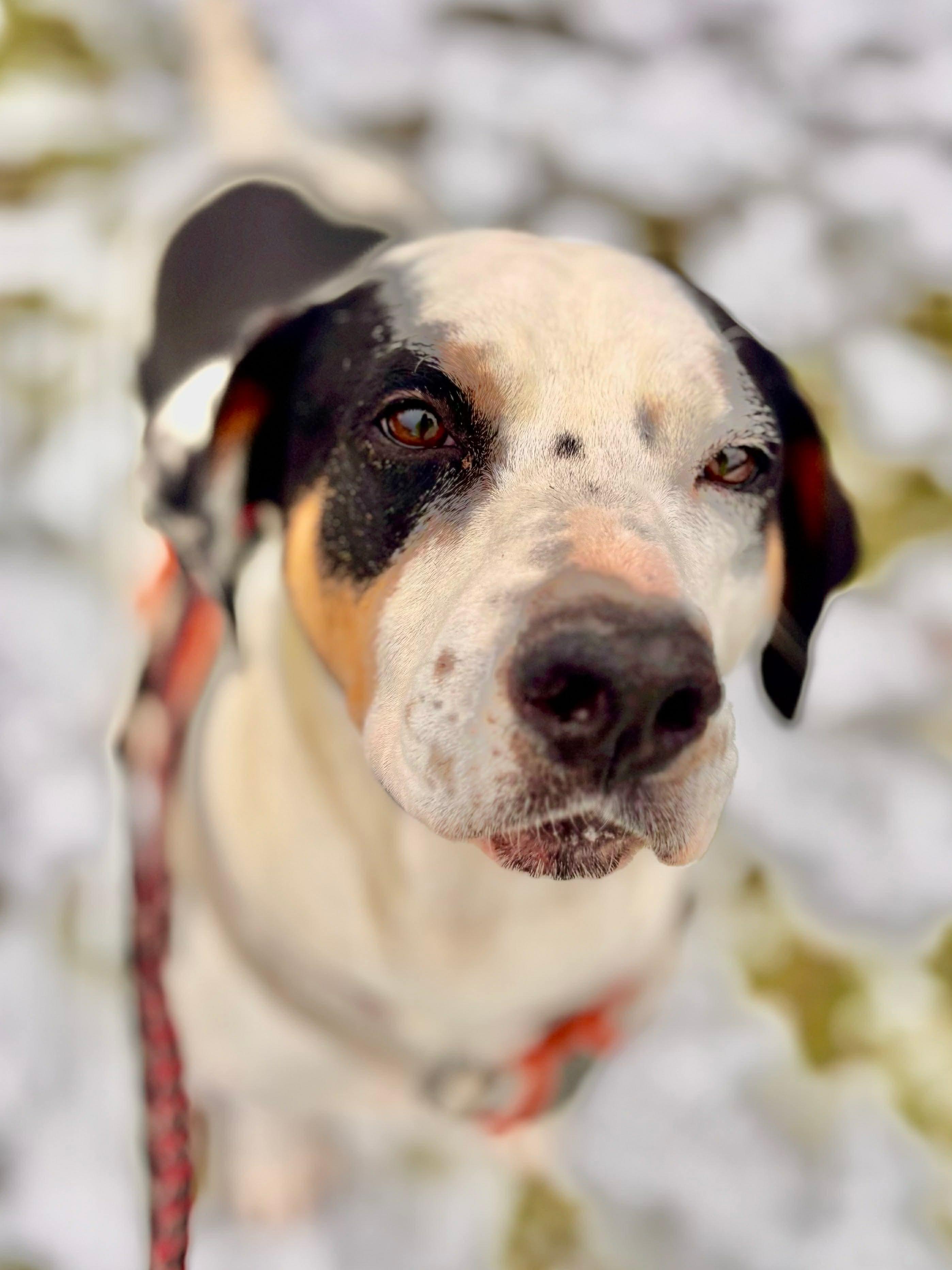 Enlarge Matzo, a Adoptable mixed breed in Vaudreuil-Dorion, QC image 2/6