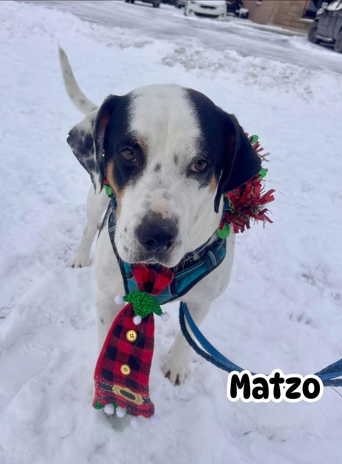 Enlarge Matzo, a Adoptable mixed breed in Vaudreuil-Dorion, QC image 3/6