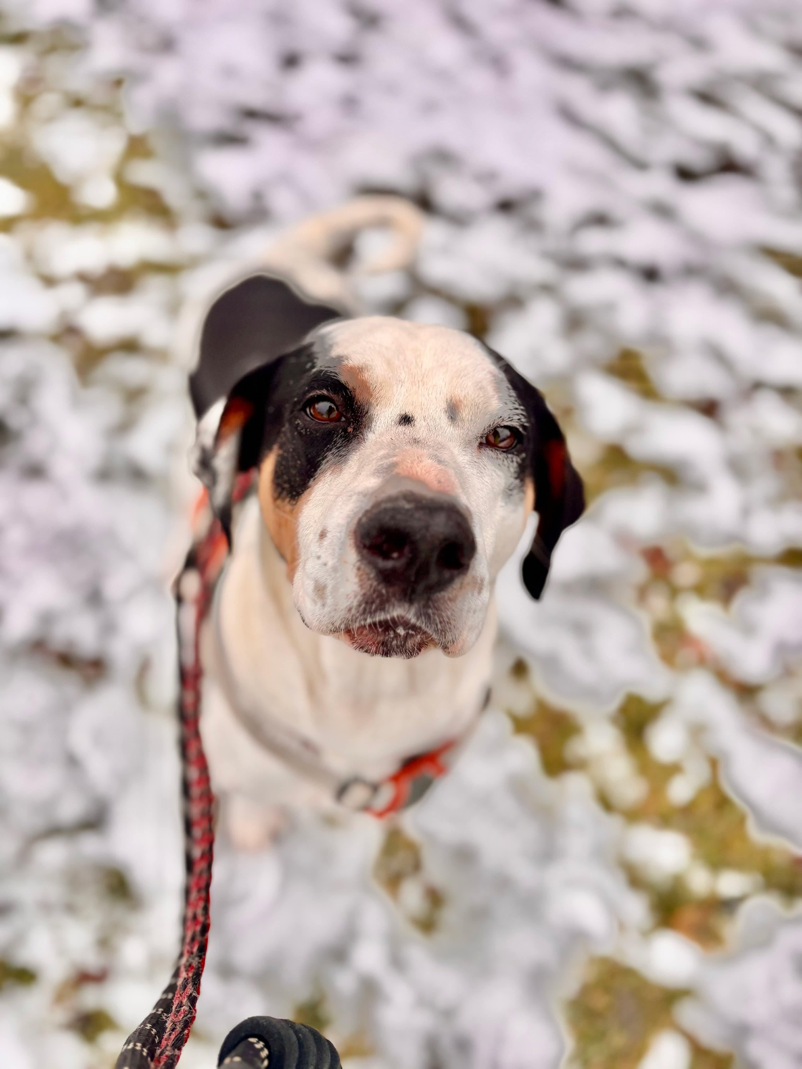 Enlarge Matzo, a Adoptable mixed breed in Vaudreuil-Dorion, QC image 4/6