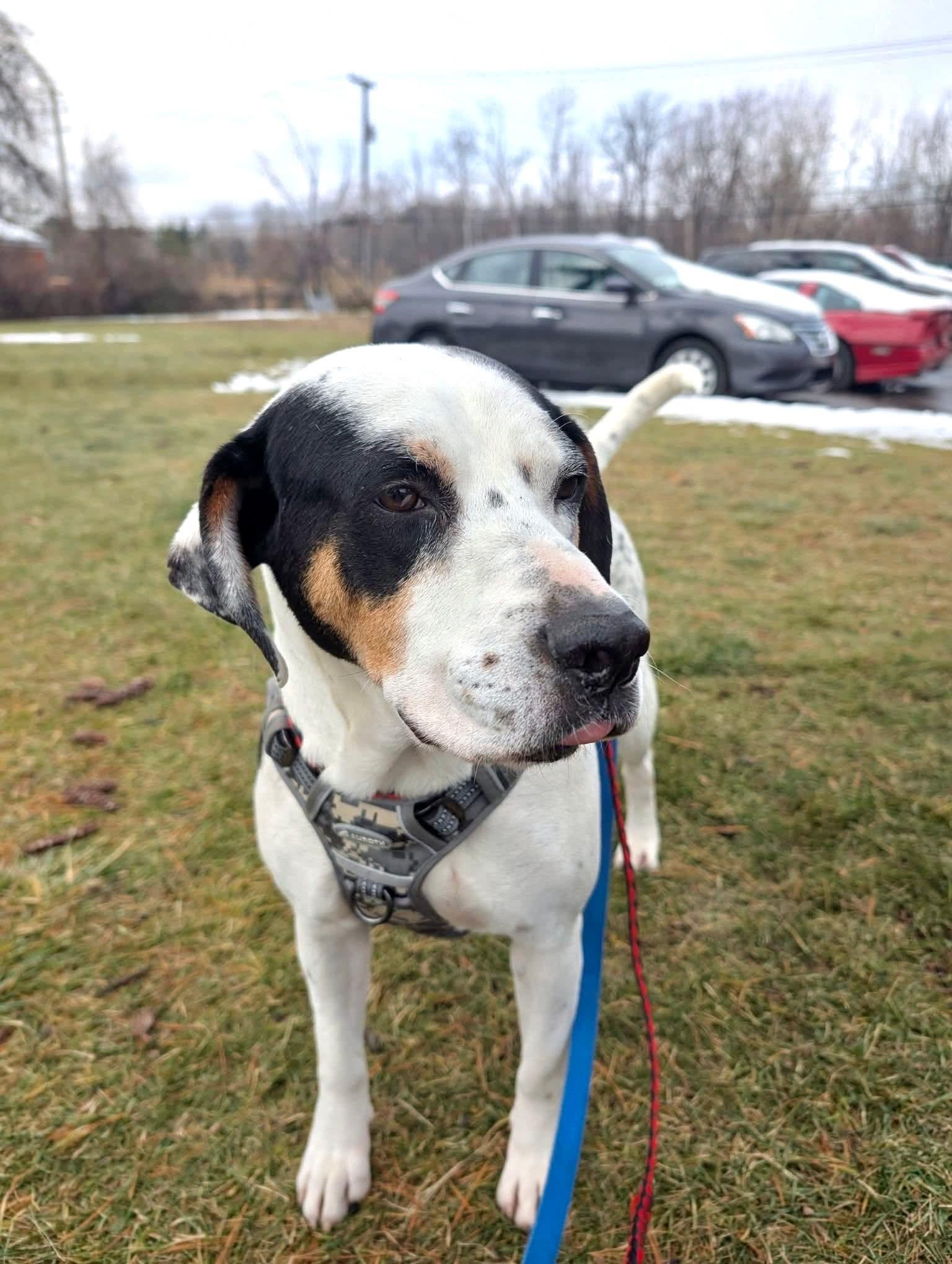 Enlarge Matzo, a Adoptable mixed breed in Vaudreuil-Dorion, QC image 5/6