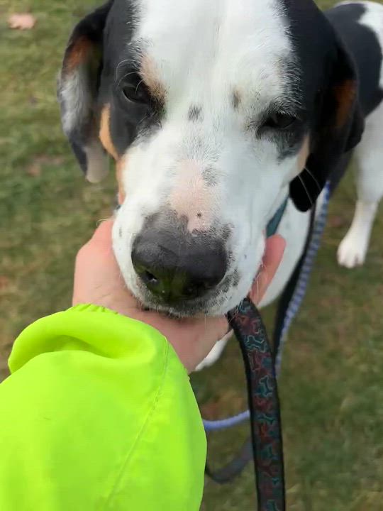 Enlarge Matzo, a Adoptable mixed breed in Vaudreuil-Dorion, QC video 6/6