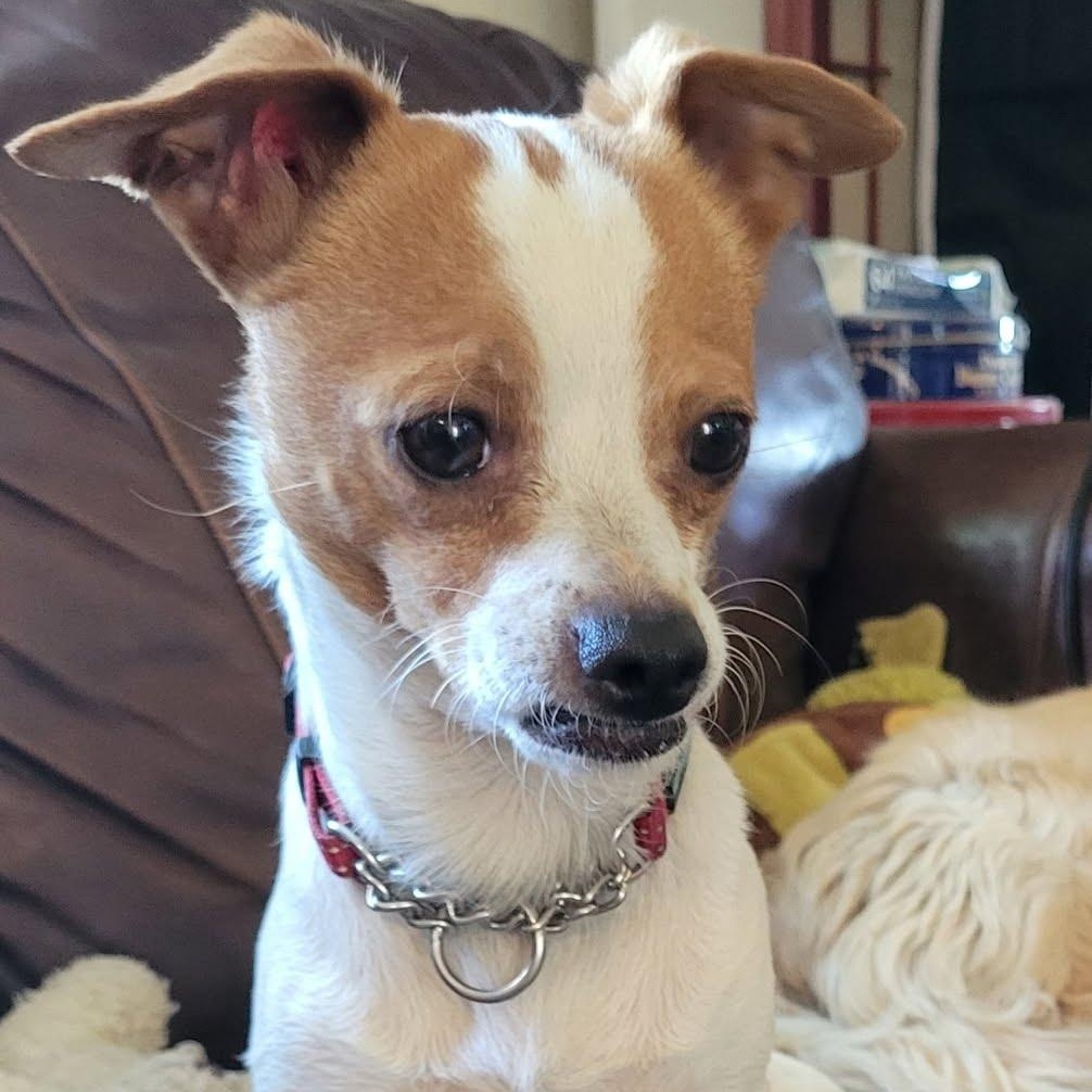 Charlie, an adopted mixed breed in Oroville, WA image 3/5