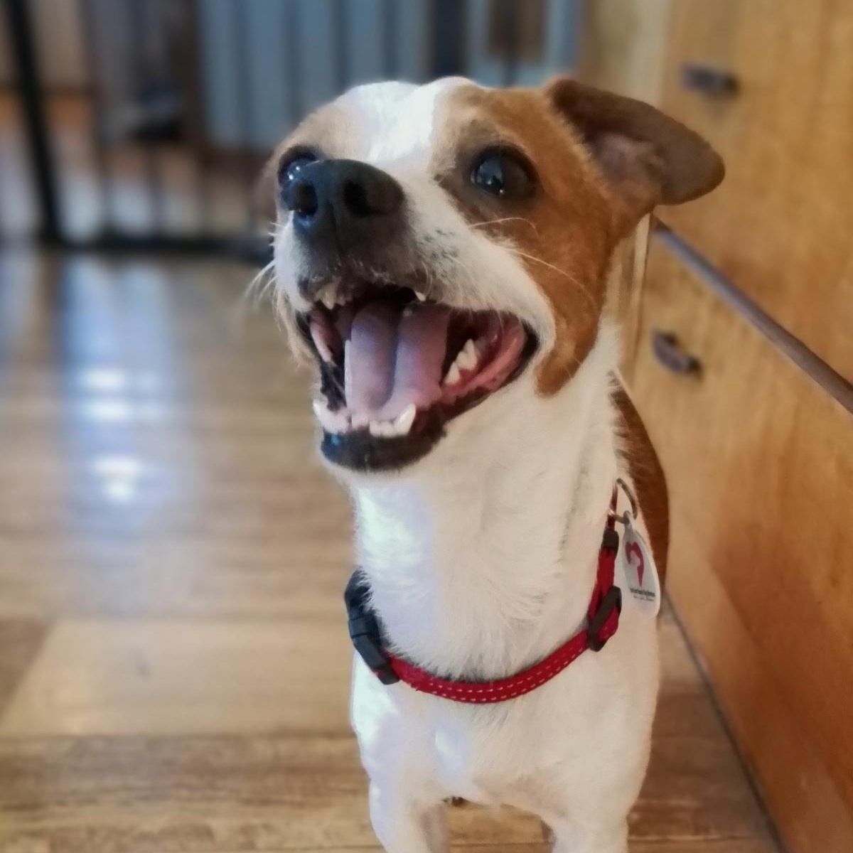 Charlie, an adopted mixed breed in Oroville, WA image 1/5