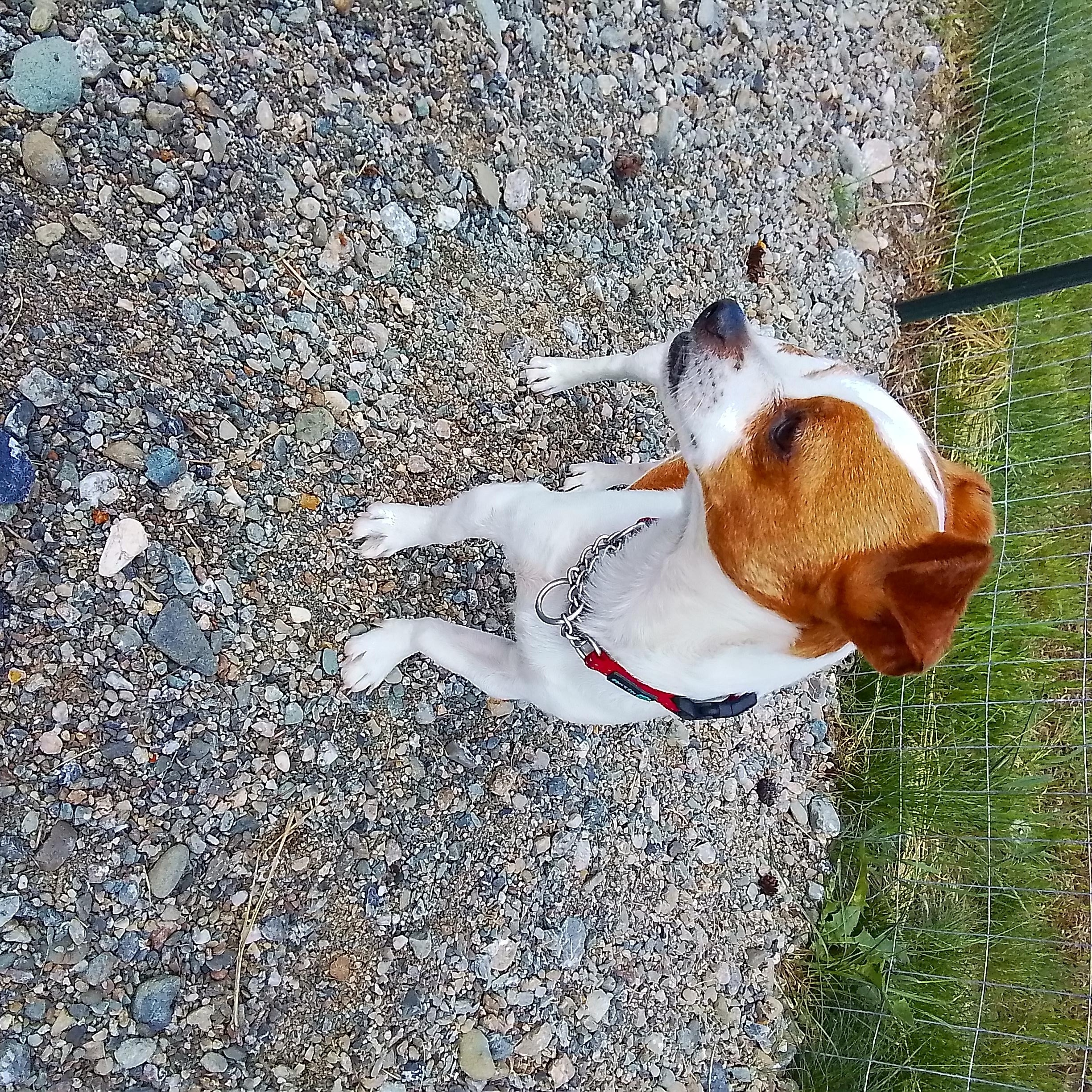 Charlie, an adopted mixed breed in Oroville, WA image 5/5