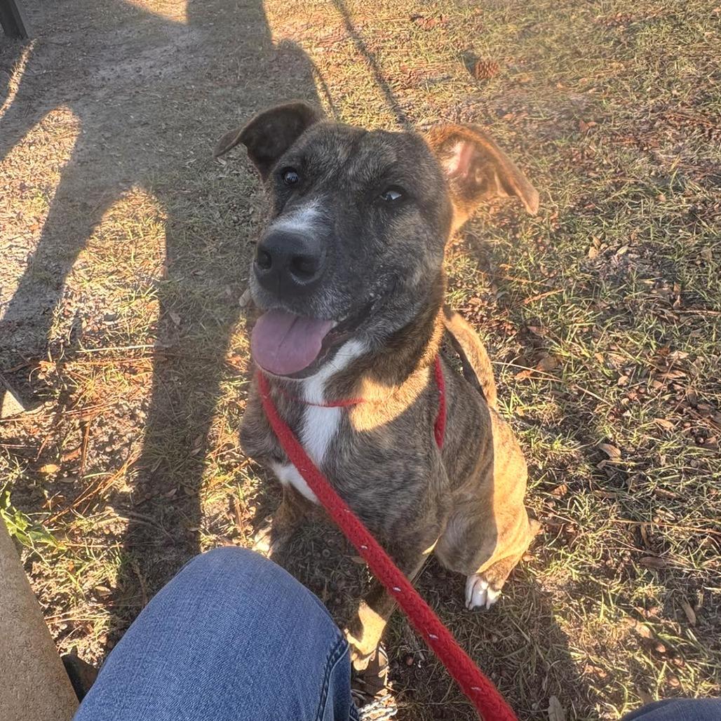 Enlarge Phoenix, a Adoptable Plott Hound in Freeport, FL image 2/6