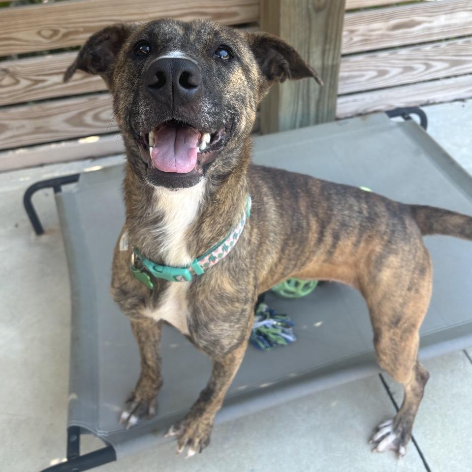 Enlarge Phoenix, a Adoptable Plott Hound in Freeport, FL image 5/6