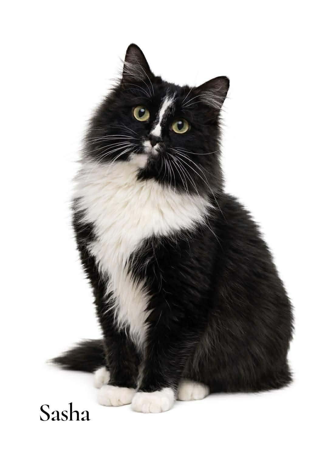 Sasha, ADOPTABLE, Young Female Domestic Long Hair.