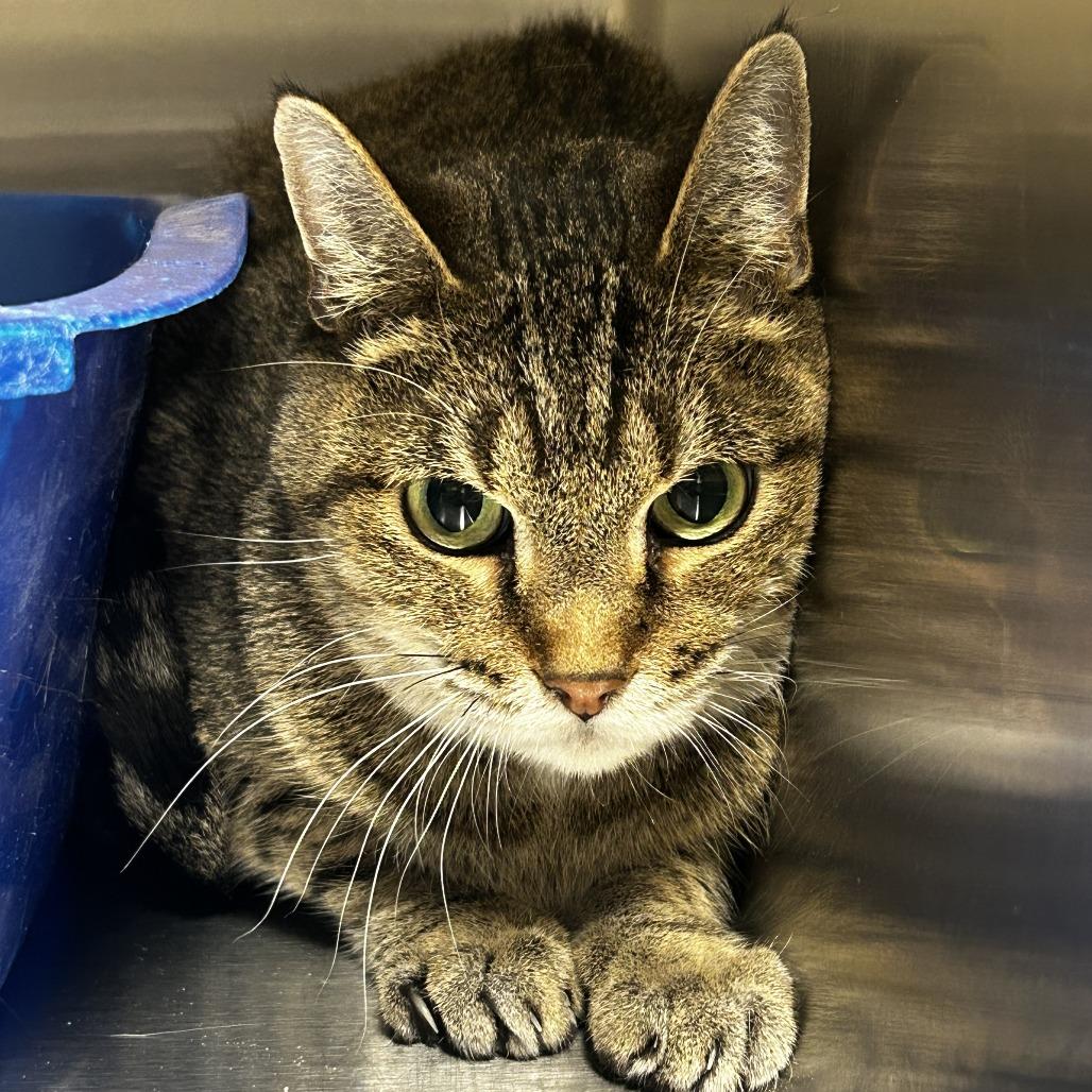 Snoop, a Adoptable Domestic Short Hair in Indiantown, FL image 2/2