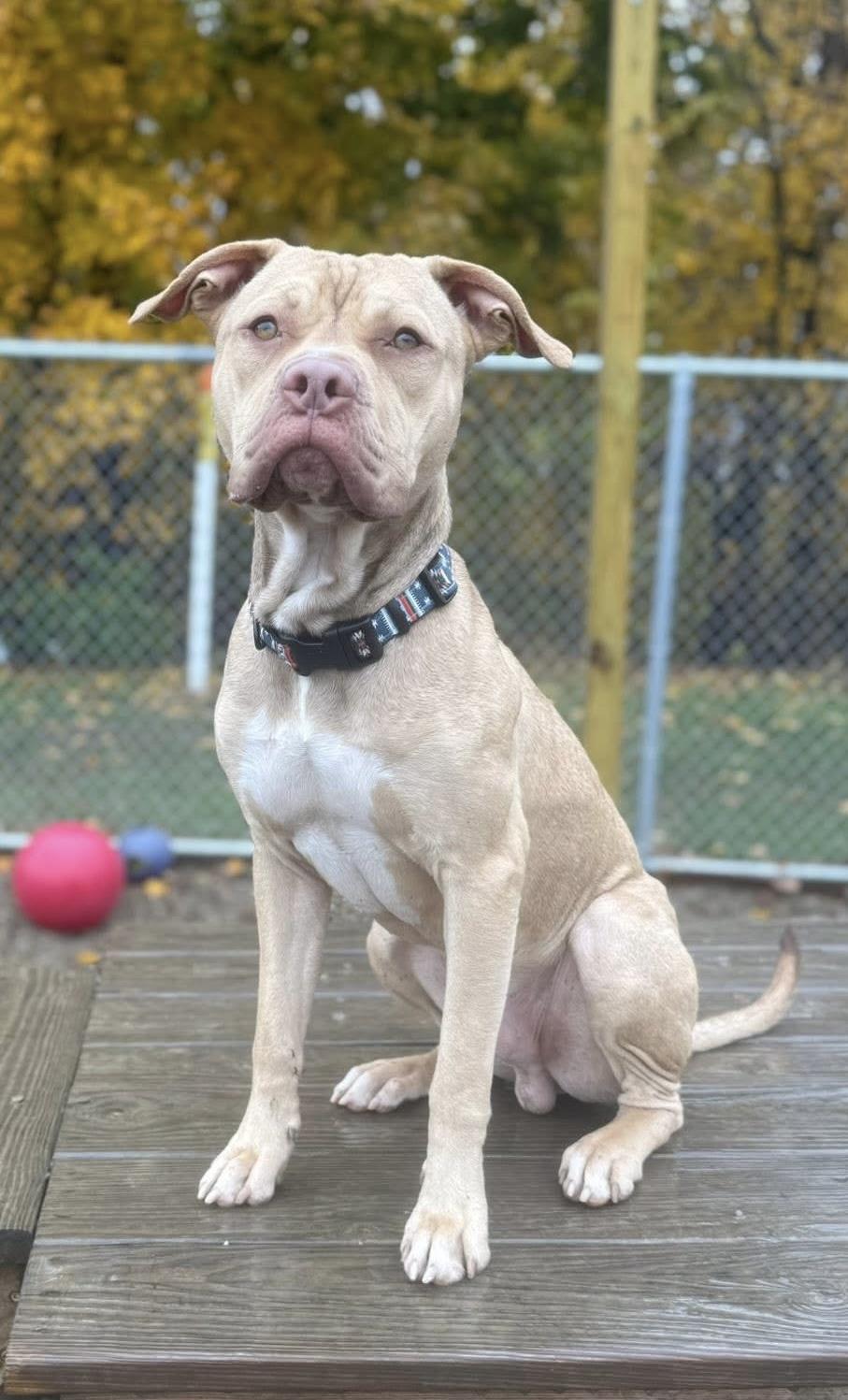 Butter AVAILABLE, Adoptable, Young Male American Bully.