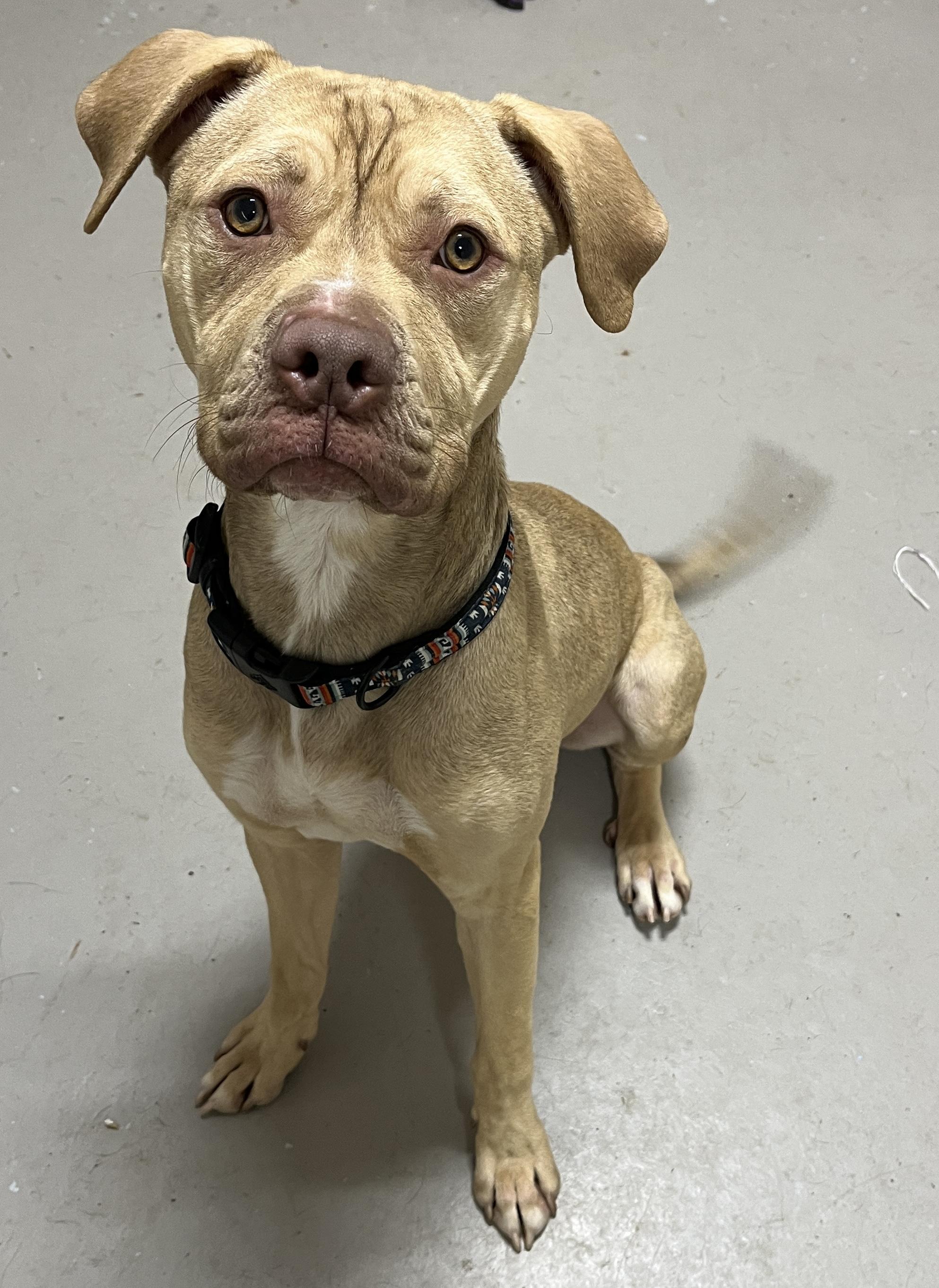 Enlarge Butter ADOPTED, a Adoptable mixed breed in Canton, OH image 1/4