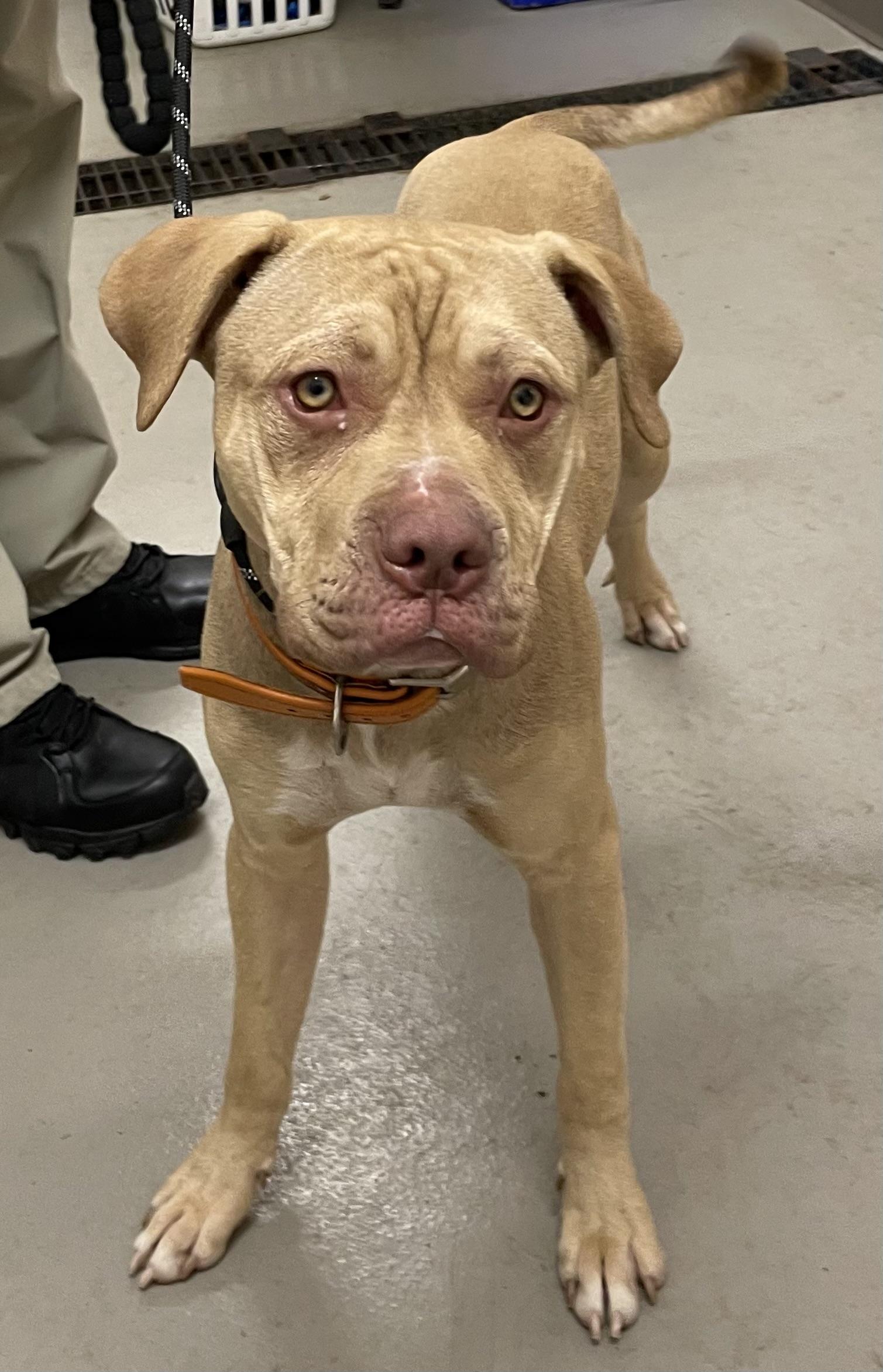 Butter AVAILABLE, a Adoptable mixed breed in Canton, OH image 2/3