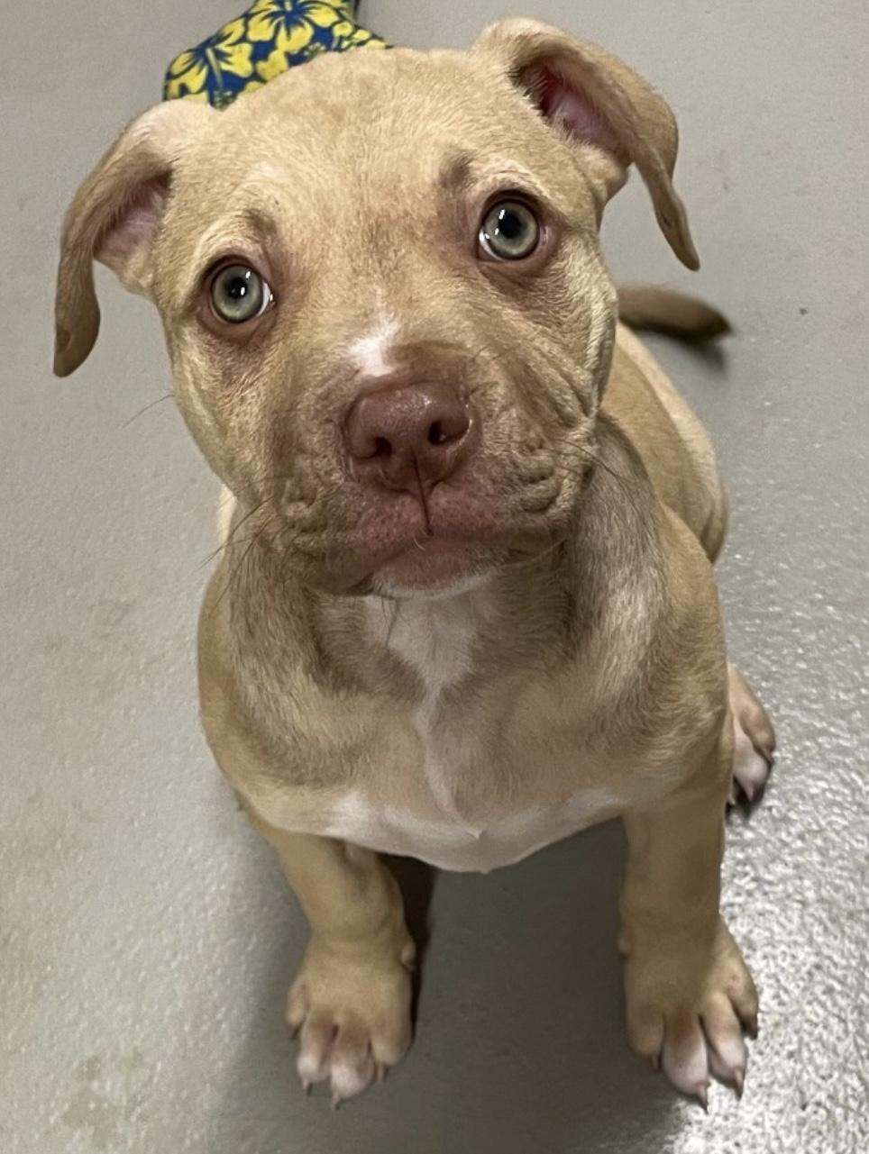 Butter AVAILABLE, a Adoptable mixed breed in Canton, OH image 3/3