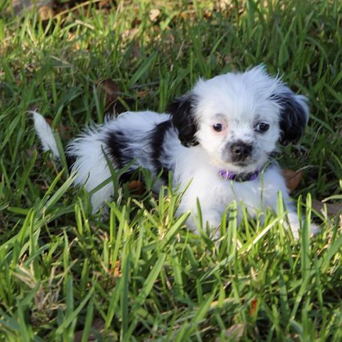 Enlarge Oreo, an adoptable mixed breed in Orlando, FL image 1/2