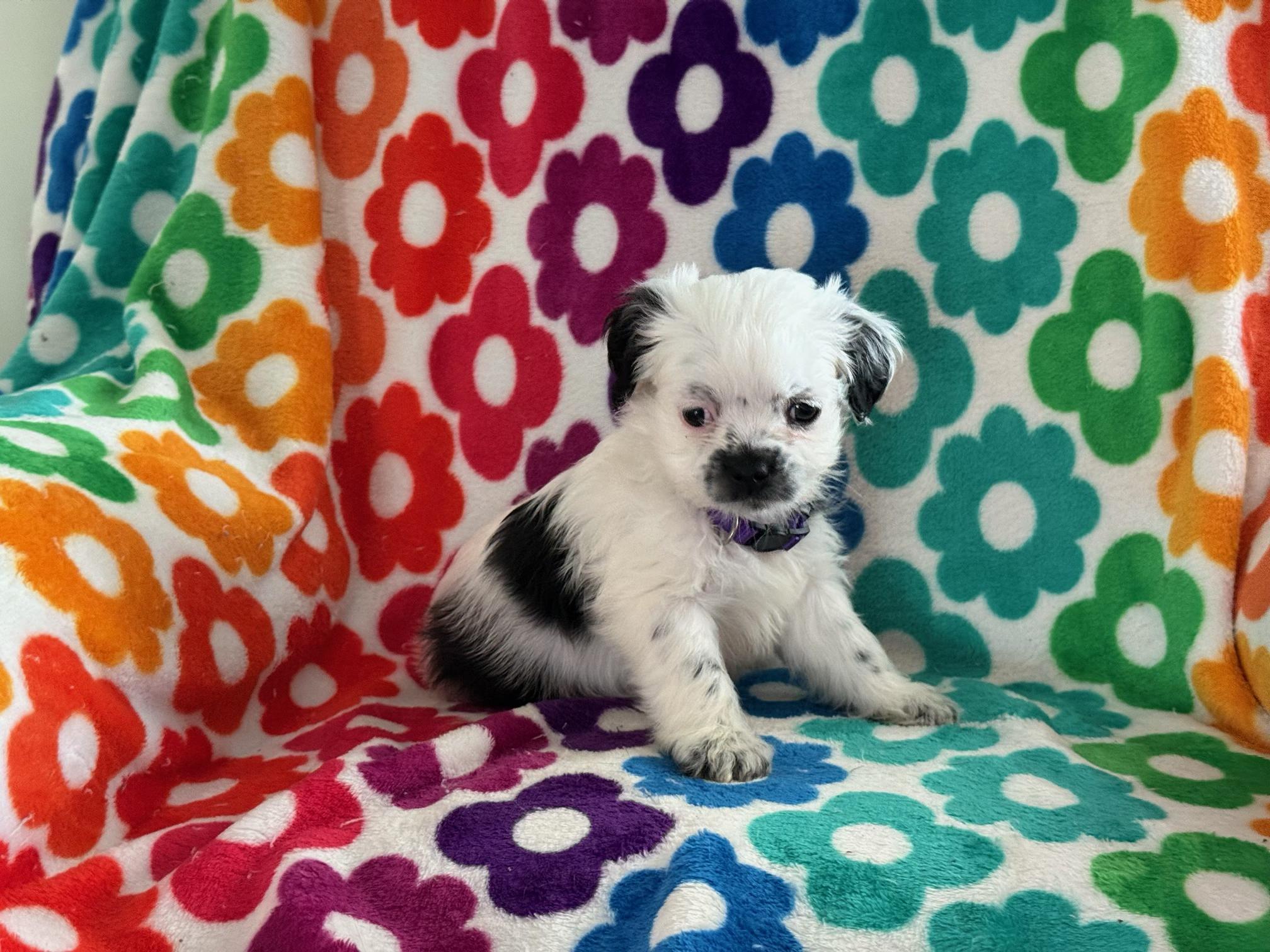 Enlarge Oreo, an adoptable mixed breed in Orlando, FL image 2/2