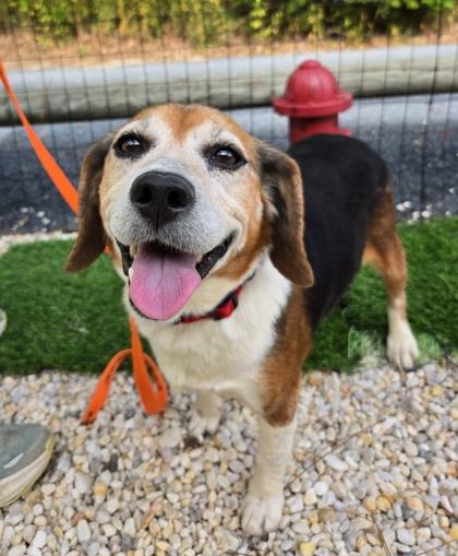 Daisy, Adoptable, Senior Female Beagle & Mixed Breed.