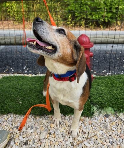 Enlarge Daisy, a Adoptable mixed breed in Southern Pines, NC image 2/2