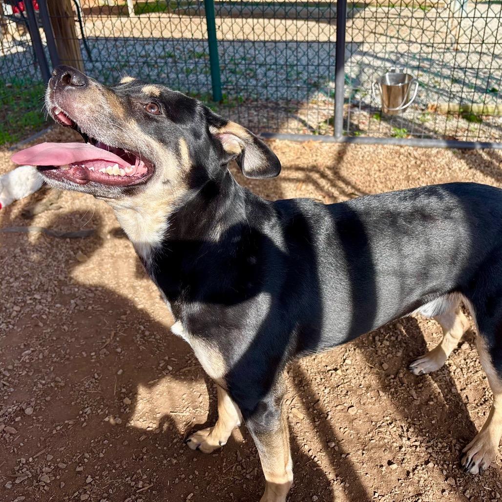Lionel, Adoptable, Adult Male Shepherd.