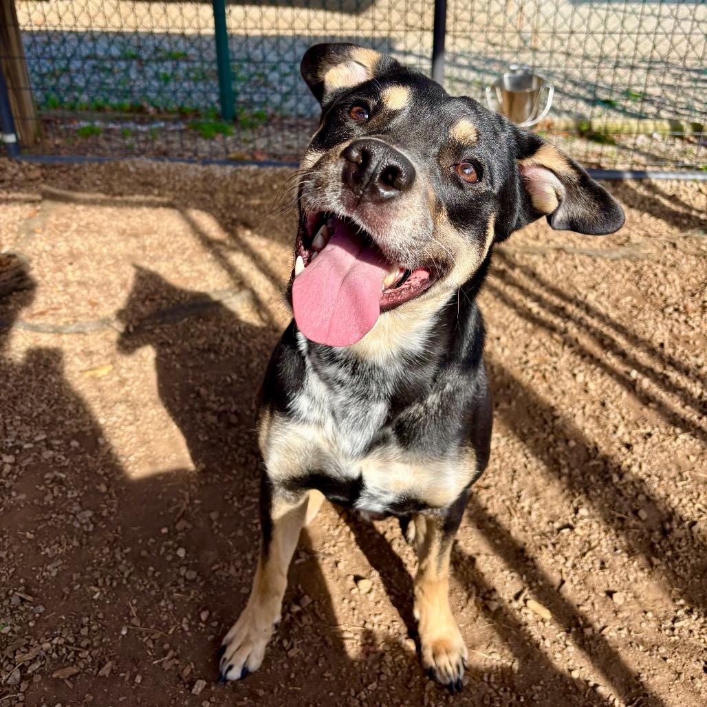 Enlarge Lionel, a Adoptable mixed breed in Greenville, SC image 2/6