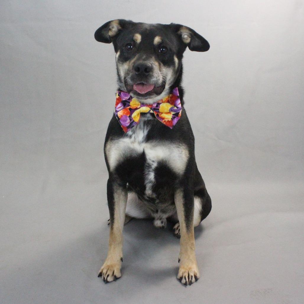 Enlarge Lionel, a Adoptable mixed breed in Greenville, SC image 2/6