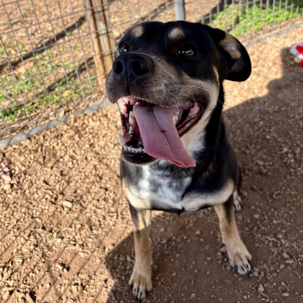 Enlarge Lionel, a Adoptable mixed breed in Greenville, SC image 3/6