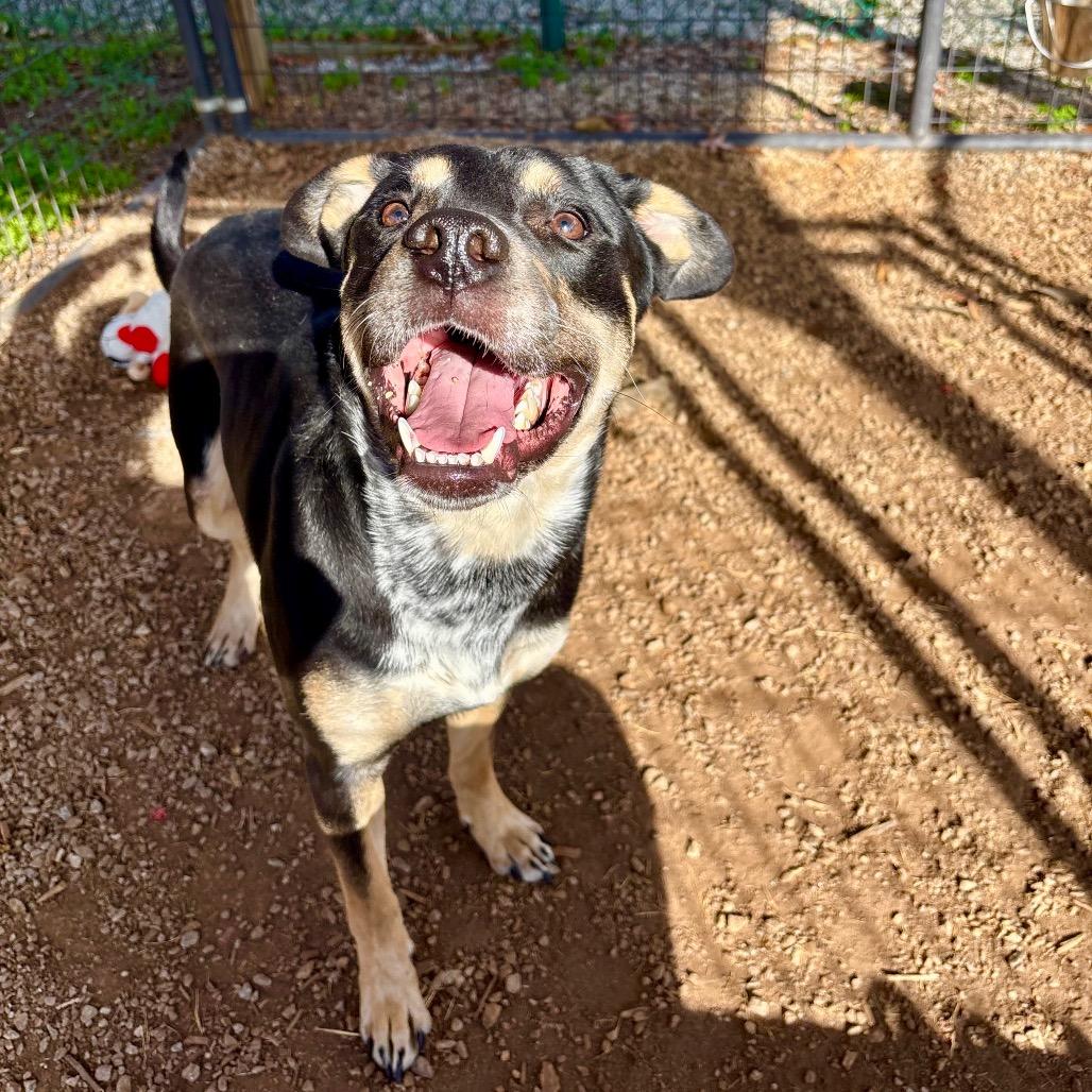 Enlarge Lionel, a Adoptable mixed breed in Greenville, SC image 4/6